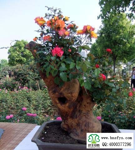2015 南陽月季展玉雕節(jié)已開幕，花已開好 君可來矣