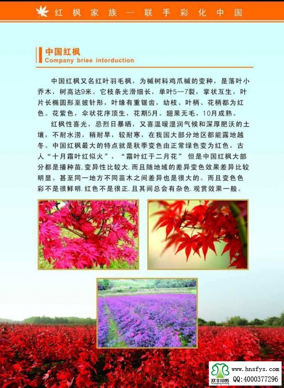 河南印刷廠(chǎng):紅楓家族 宣傳畫(huà)冊(cè)