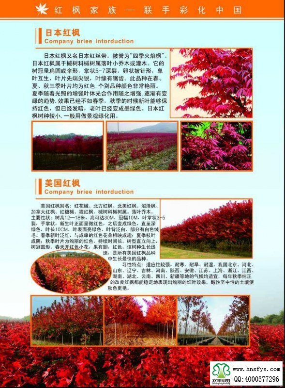 河南印刷廠(chǎng):紅楓家族 宣傳畫(huà)冊(cè)