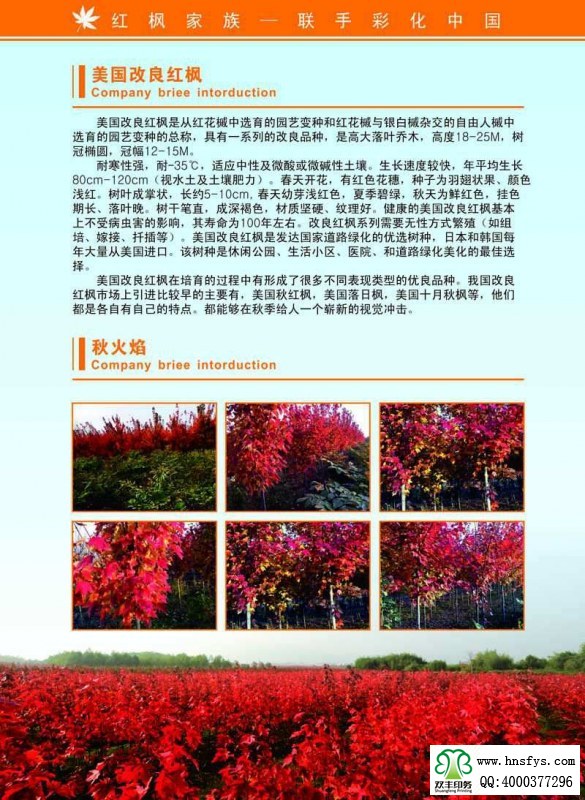 河南印刷廠(chǎng):紅楓家族 宣傳畫(huà)冊(cè)