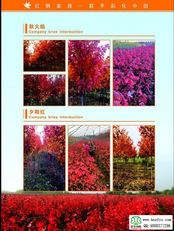 河南印刷廠(chǎng):紅楓家族 宣傳畫(huà)冊(cè)